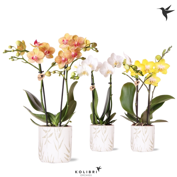 <h4>Kolibri Orchids Phalaenopsis mix 2 spike in Leaf pot green</h4>