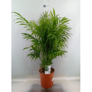 Chamaedorea elegans