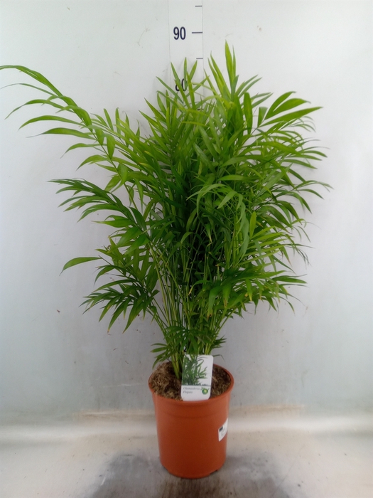 <h4>Chamaedorea elegans</h4>