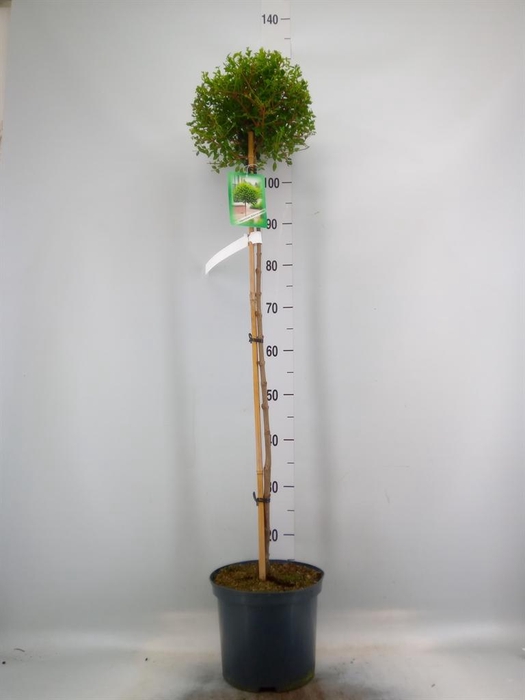 <h4>Ligustrum delavayanum</h4>