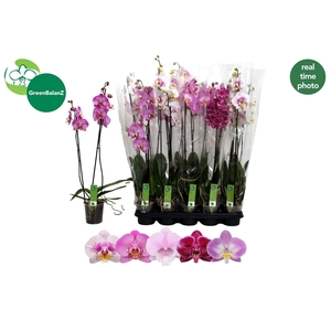 PHAL GEM