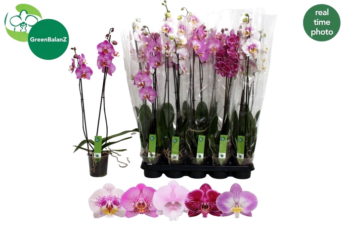 <h4>PHAL GEM</h4>