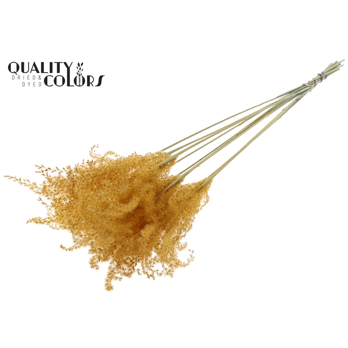 <h4>Miscanthus 5 pcs/bunch Apricot</h4>