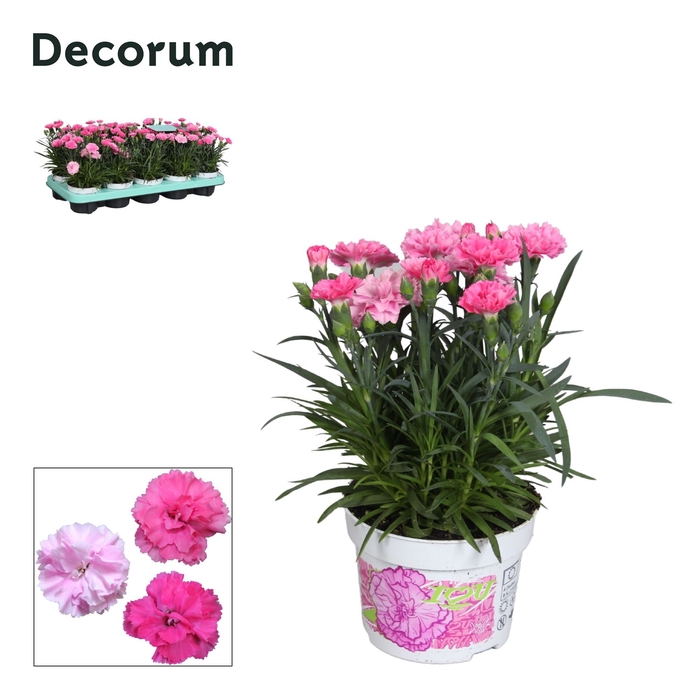 <h4>Dianthus - 10,5 cm - Decorum - I LOVE YOU</h4>