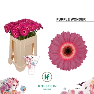 GE MI PURPLE WONDER EMMER HOES X80