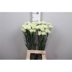 Di St Prado Mint