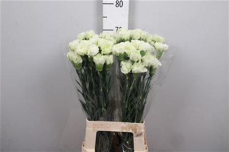 <h4>Di St Prado Mint</h4>