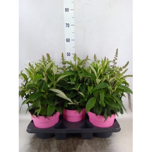 Buddleja davidii 'Butterf C Pink'