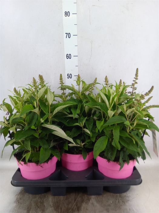 <h4>Buddleja davidii 'Butterf C Pink'</h4>