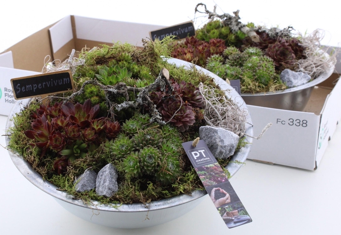 <h4>ARR SEMPERVIVUM</h4>