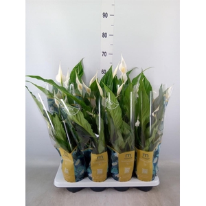 Spathiphyllum  'Sweet Chico'