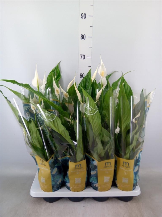 <h4>Spathiphyllum  'Sweet Chico'</h4>