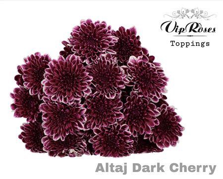 <h4>CHR T ALTAJ DARK CHERRY</h4>