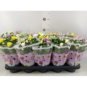 Chrysanthemum   ..mix/pot