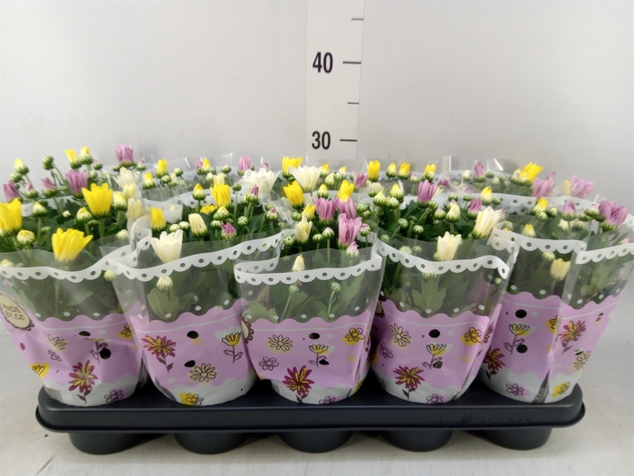 <h4>Chrysanthemum   ..mix/pot</h4>