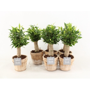 Ficus Be Natasja Wood
