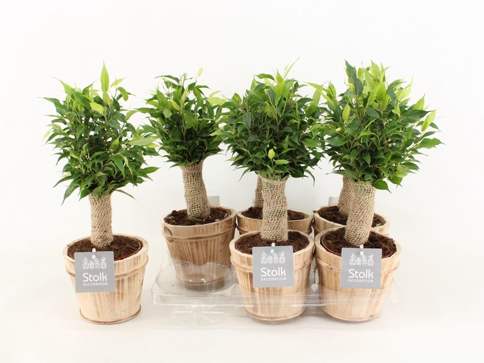 <h4>Ficus Be Natasja Wood</h4>