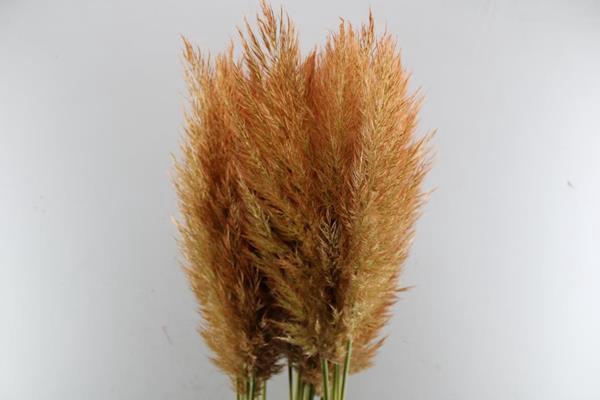 <h4>Siergras Cortaderia Oranje Kl</h4>