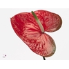 Anthurium Red Amor