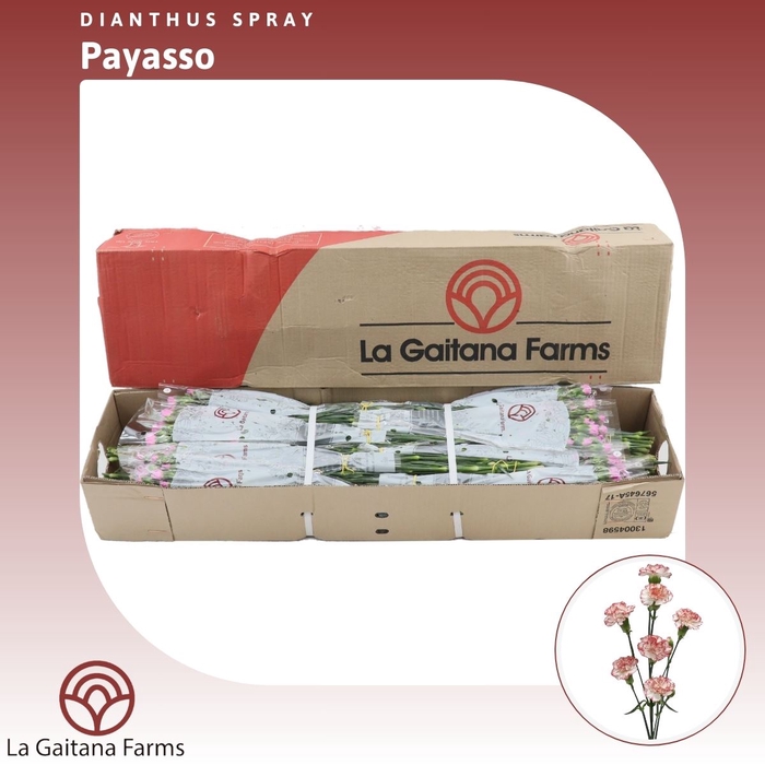 <h4>Dianthus tr Payaso</h4>