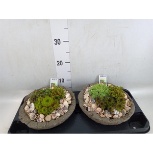 Arr.   Tuinplanten L%