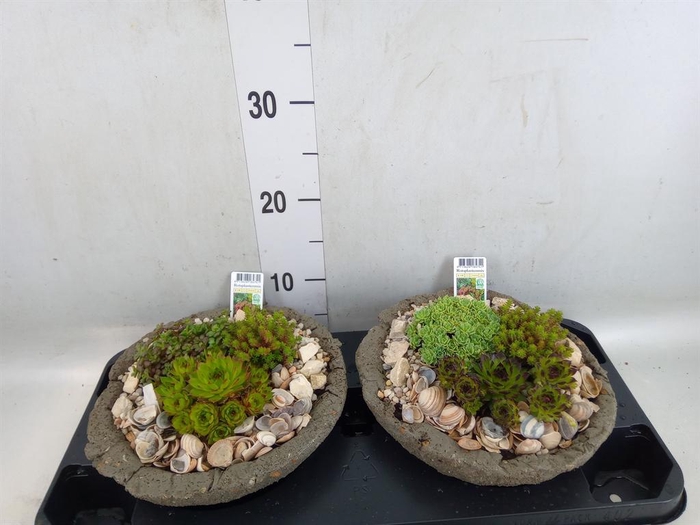 <h4>Arr.   Tuinplanten L%</h4>