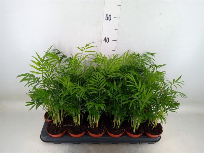 <h4>Chamaedorea elegans</h4>
