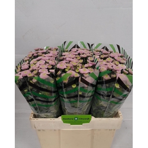 CHR SAN ELLISON SWEET CHR S ELLISON