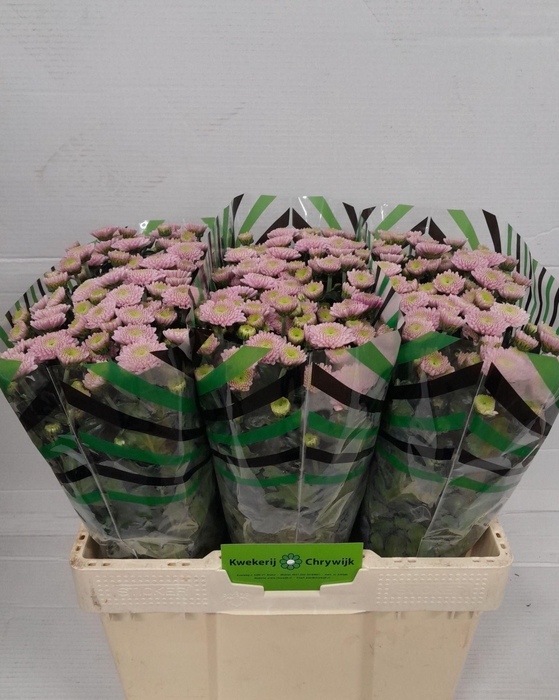 <h4>CHR SAN ELLISON SWEET CHR S ELLISON</h4>