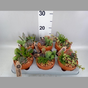 Arr.  Succulents L%