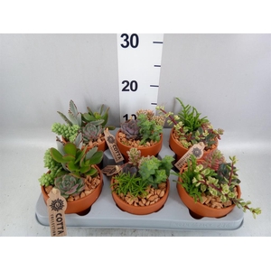 Arr.  Succulents L%