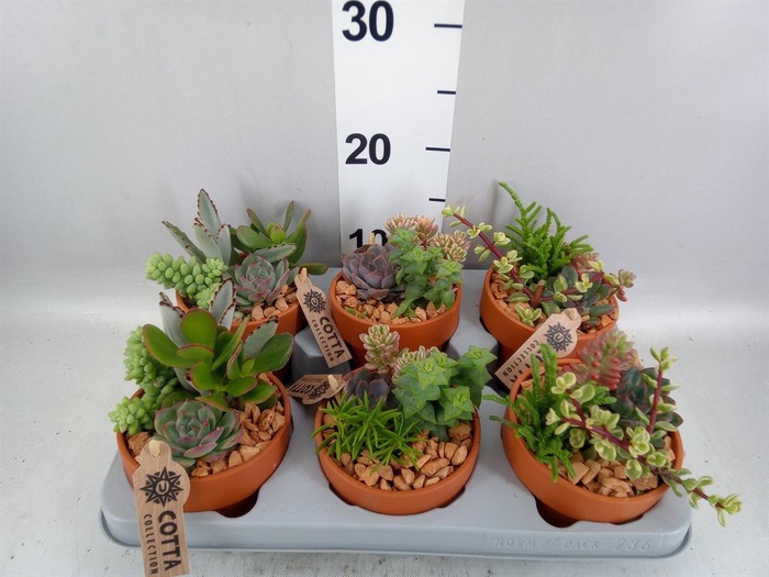 <h4>Arr.  Succulents L%</h4>