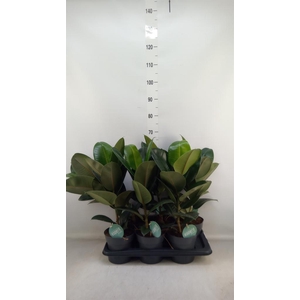 Ficus elastica 'Robusta'