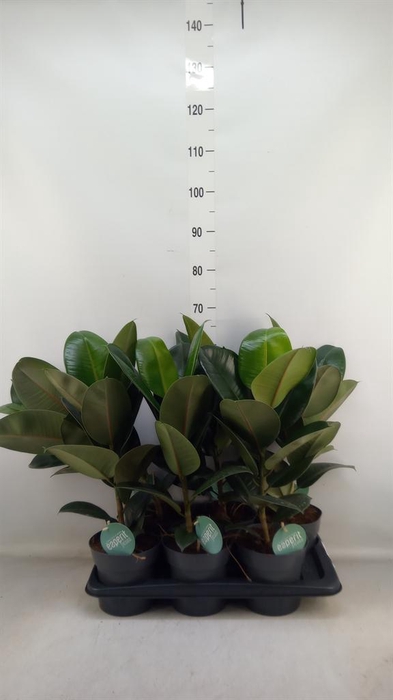 <h4>Ficus elastica 'Robusta'</h4>