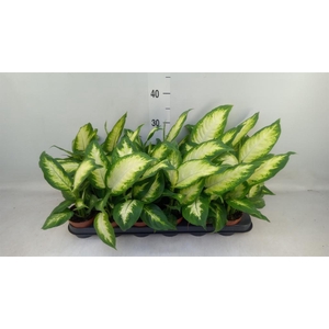 Dieffenbachia  'Camilla'