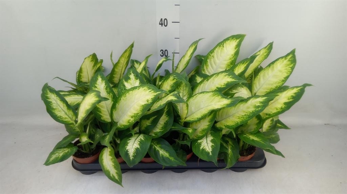 <h4>Dieffenbachia  'Camilla'</h4>