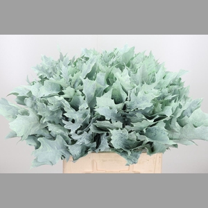Eik Grof Frost Mint