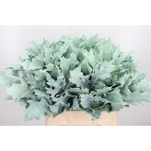 Eik Grof Frost Mint