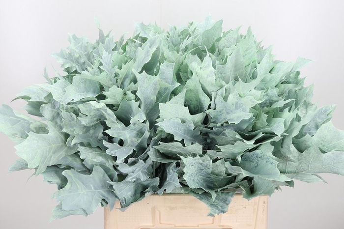 <h4>Eik Grof Frost Mint</h4>