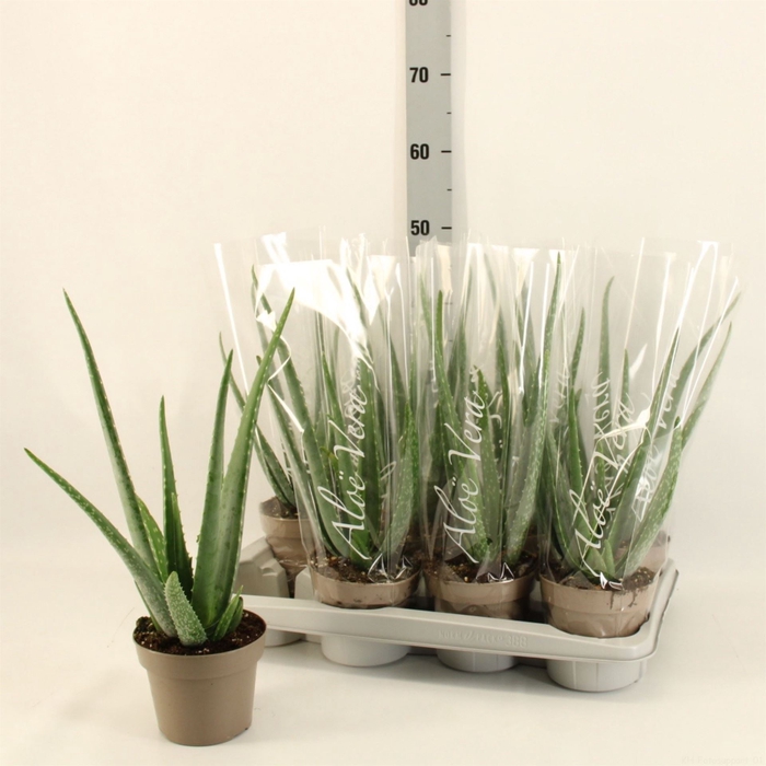 <h4>Aloe vera</h4>