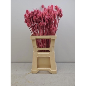 GESTABILISEERD KAARDEBOL ROZE