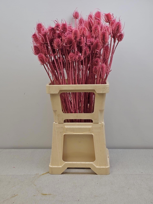 <h4>GESTABILISEERD KAARDEBOL ROZE</h4>