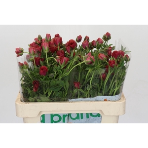 Ranunculus Magical Cinnamon