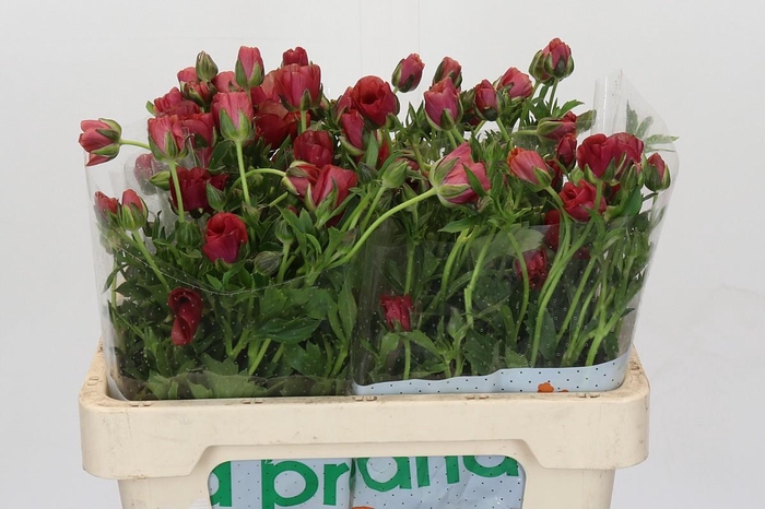 <h4>Ranunculus Magical Cinnamon</h4>