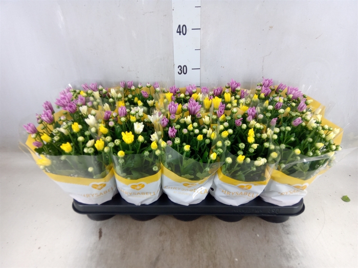 <h4>Chrysanthemum   ..mix/pot</h4>