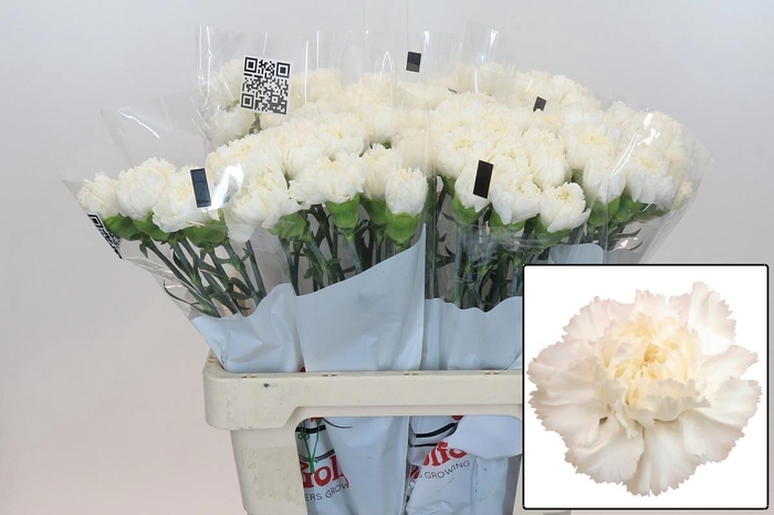 <h4>DI ST HOLLY</h4>