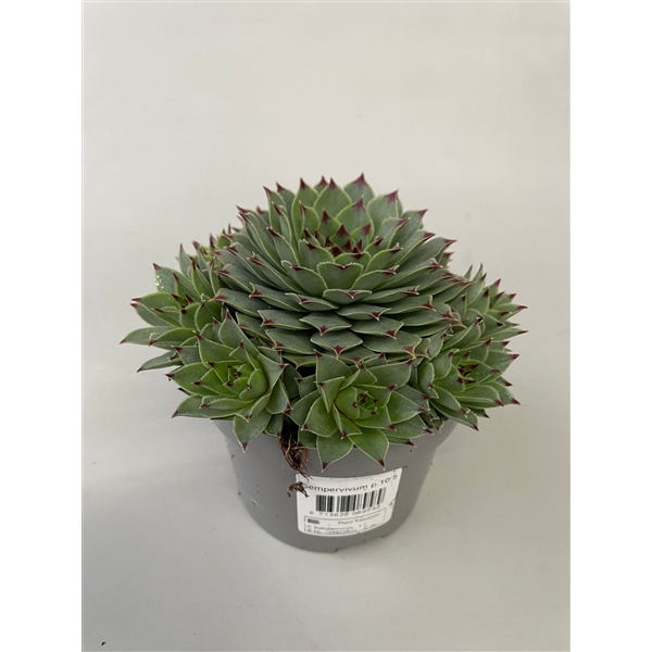 <h4>Sempervivum tectorum p10,5</h4>