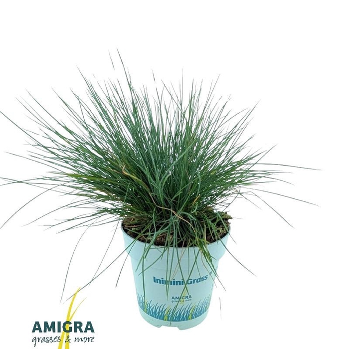 Festuca Glauca Compacta Blue®