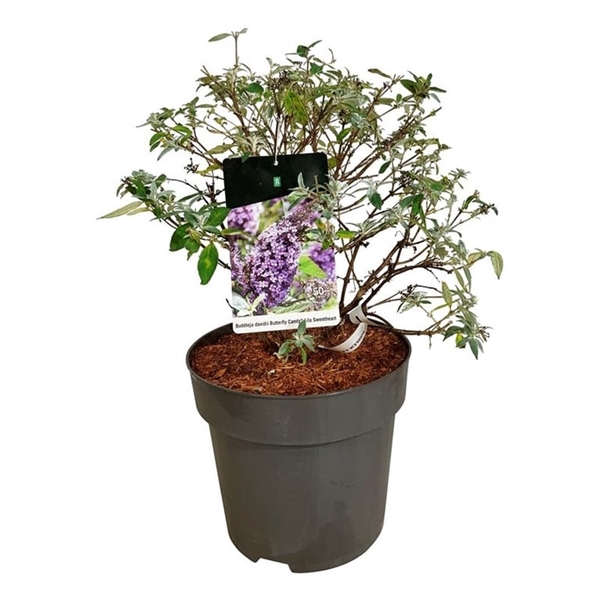 <h4>Buddleja d. B. Candy Lila Sweeth.</h4>