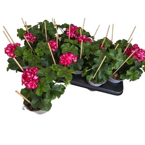 PEL PELT ROULETTA stock